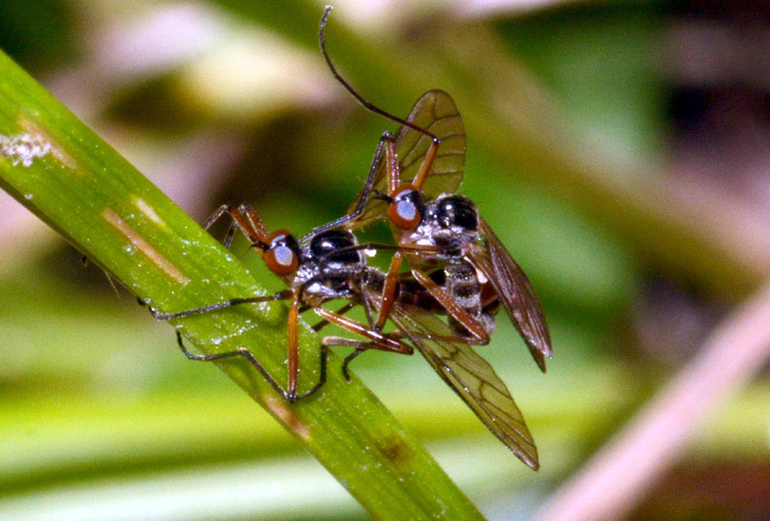 Brachystoma sp.